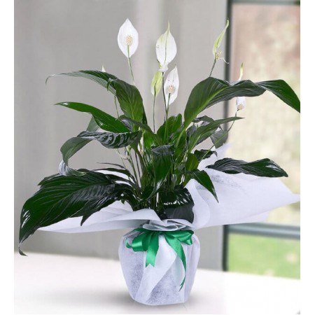 Spathiphylium Barış Çiçeği 